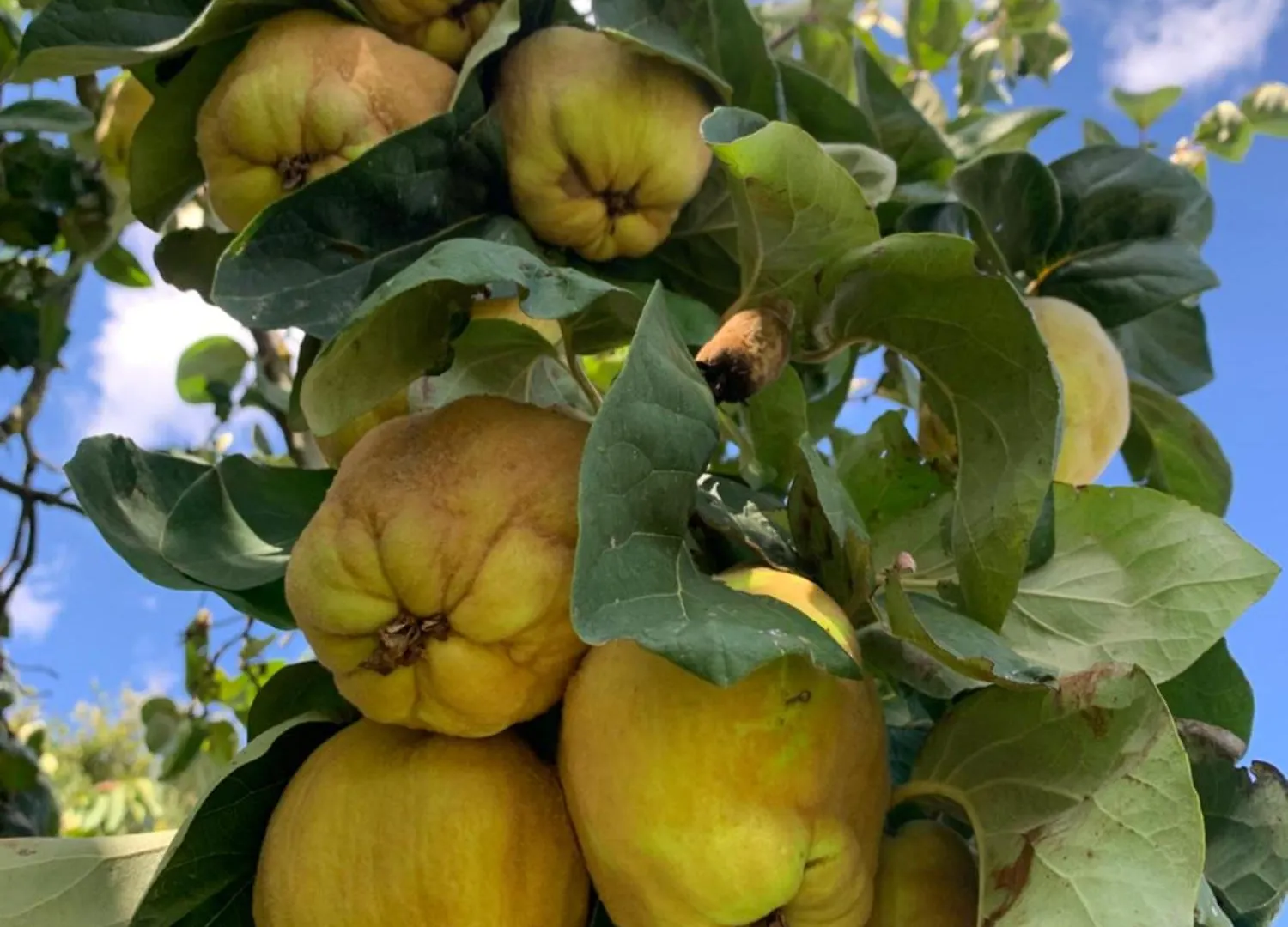 Casa di campagna Podere Cerciano Radicondoli