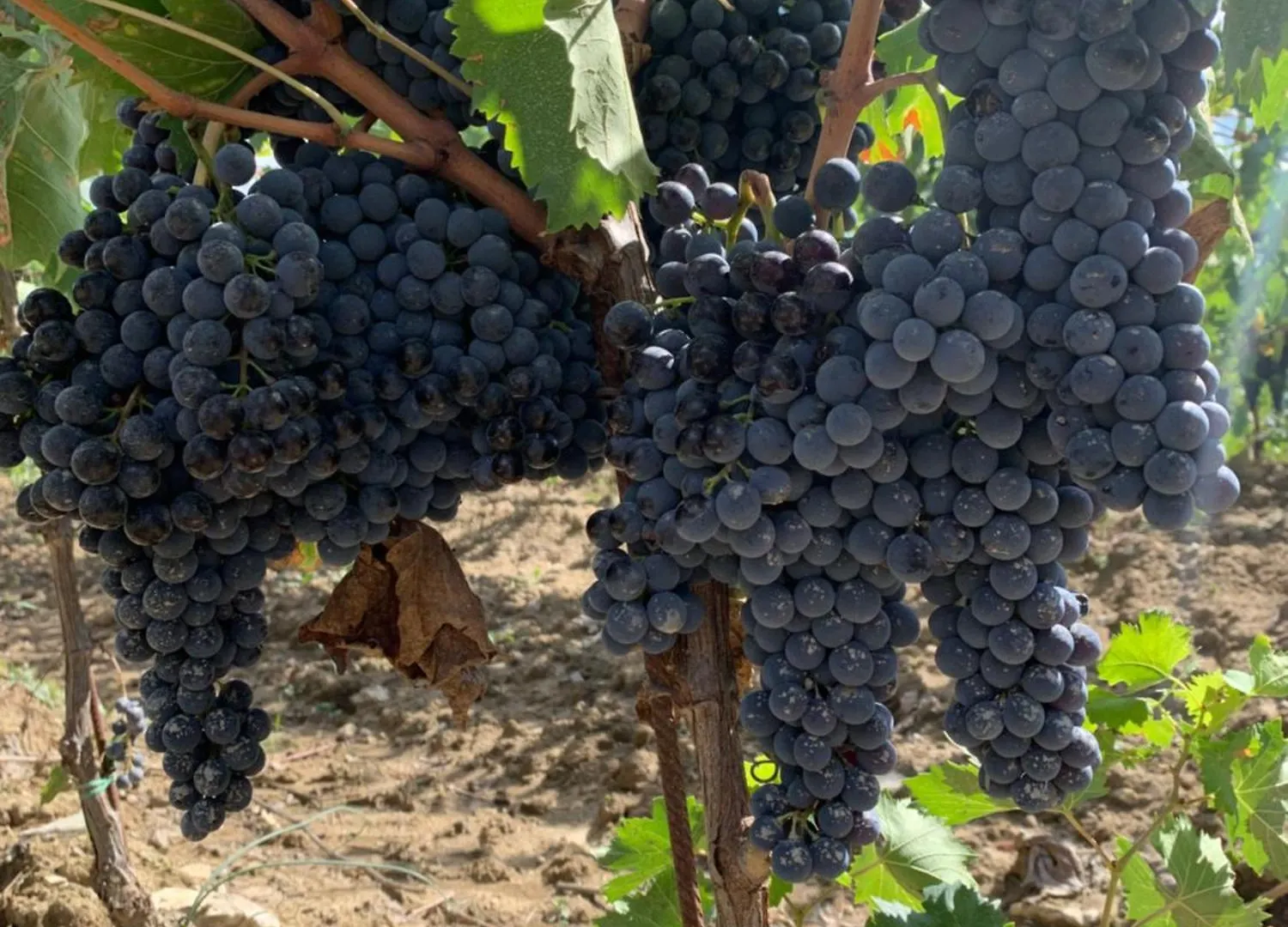 Podere Cerciano Radicondoli Casa di campagna